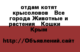 отдам котят крысоловов - Все города Животные и растения » Кошки   . Крым